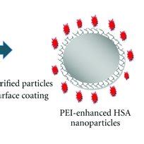 Formation Of Polyethylenimine Pei Enhanced Hsa Nanoparticles