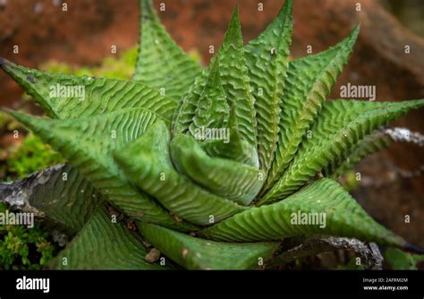 Astroloba Tenax Hi Res Stock Photography And Images Alamy