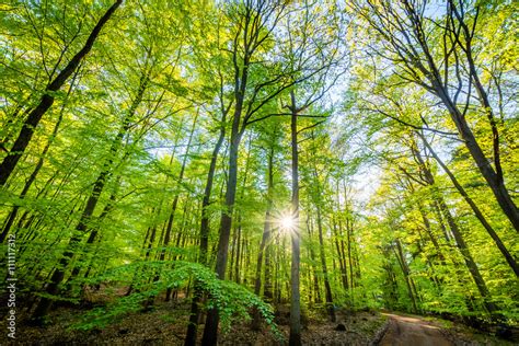 Wald Stock Foto Adobe Stock