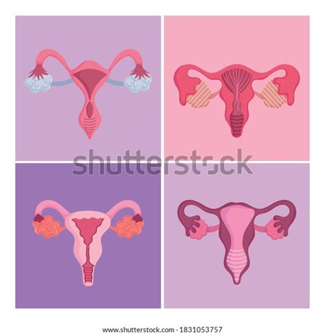 Female Human Reproductive System Set Different Stock Vector Royalty