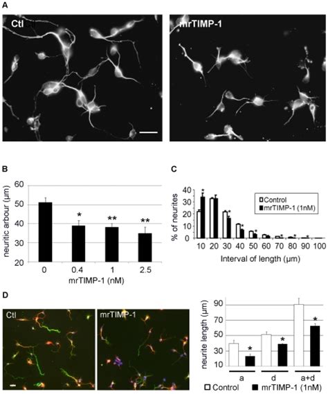 A Fluorescent Microphotographs Of Cortical Neurons Showing Download Scientific Diagram