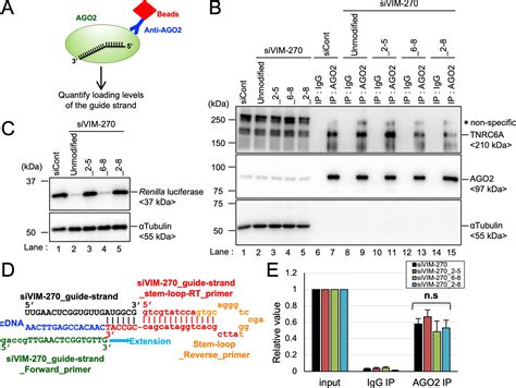 Sirna Seed Region Is Divided Into Two Functionally Different Domains In Rna Interference In