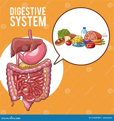 Digestive System Poster Stock Vector Illustration Of Meat 121620789