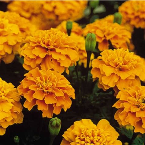 French Marigold Flower Garden Seeds Bonanza Series Orange 1000 Seeds Annual Flower