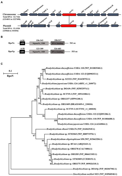 Frontiers Role Of Two RpoN In Bradyrhizobium Sp Strain DOA9 In