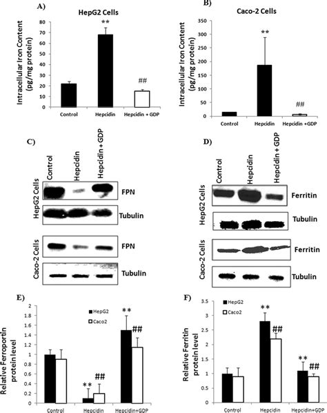 Protein Expression And Intracellular Iron Content Level In Hepg And