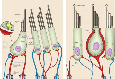 Signal Transmission By Auditory And Vestibular Hair Cells Intechopen