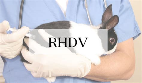 The Deadly Significance Of Rhdv The Domesticated Rabbit