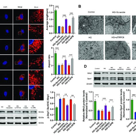 Effects Of TRPC6 Inhibition On Mitochondrial Morphology In Podocytes