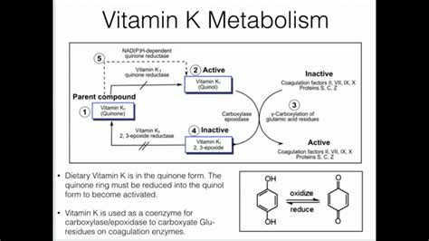 Vitamin K Blood Thinning At William Pond Blog