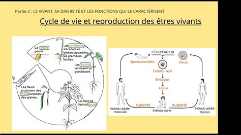 6ème Cycle de vie et reproduction des êtres vivants YouTube