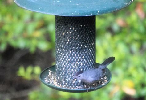 Grey Catbird Feederwatch