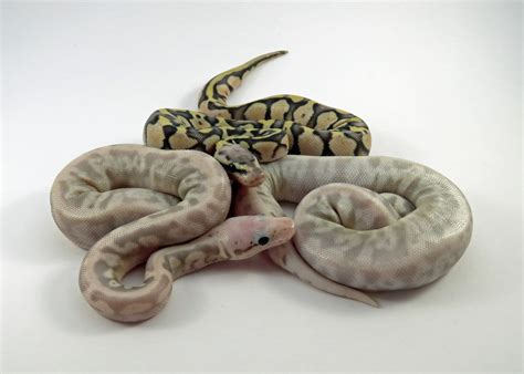 9 Best Ball Python Breeders on the Market (Our Top Picks) - Reptile Advisor