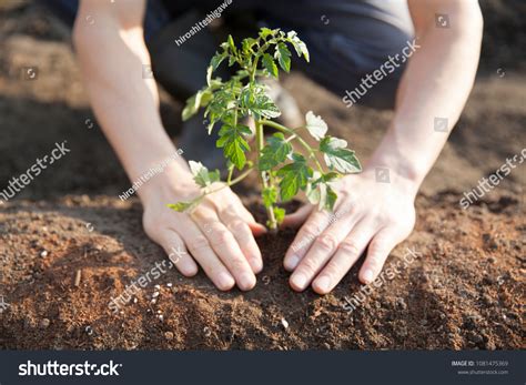 Farmer Planting Tomato Seedling Stock Photo Shutterstock