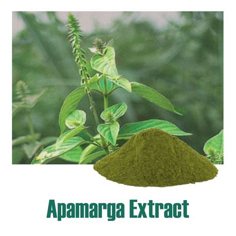 Achyranthes Aspera And Its Benefits Jairamdass Khushiram