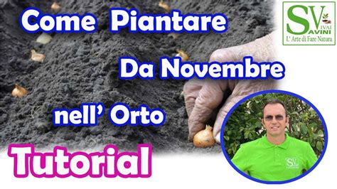 Cosa Piantare Da Novembre A Marzo Nel Tuo Orto O Giardino YouTube