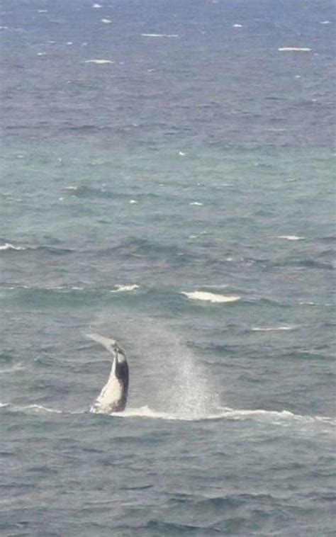 Baleias Jubarte Aparecem Na Praia Do Vidigal Rio De Janeiro O Dia