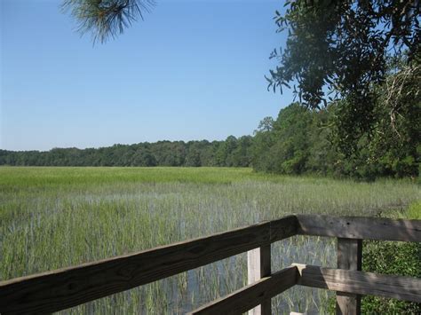 Wetlands Of Savannah