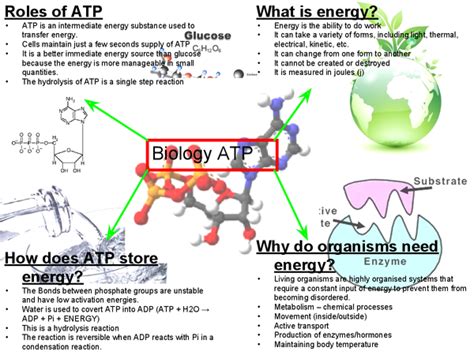 A Biology Aqa Atp Mindmap Presentation In A Level And Ib Biology