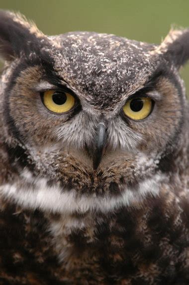 Skamania Lodge Brings Back Birds Of Prey Program In June