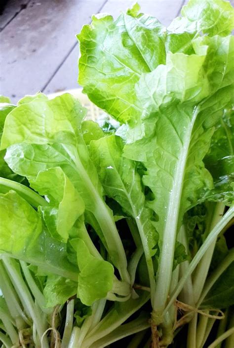 ผักกาดขาวใหญ่ (Chinese Cabbage ) - O-farm