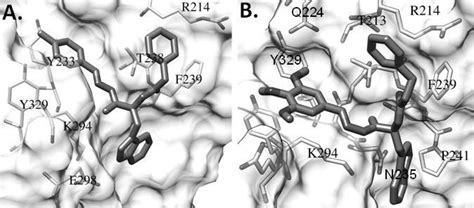 Lowest Energy Binding Poses Of Compound C A And D B Docked Onto