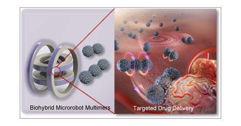 Magnetic Biohybrid Microrobot Multimers Based On Chlorella Cells For