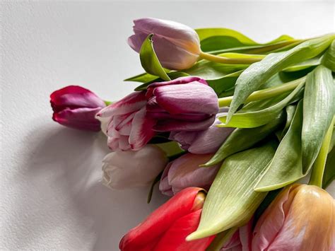 Premium Photo | Bouquet of tulips on white