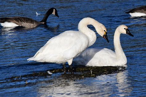 Snow Goose Or Trumpeter Swan Where You Can See Impressive Display Of