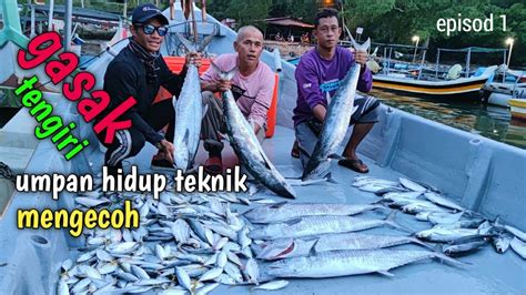 Mancing Tengiri Tuas Teluk Bayu Gasak Tengiri Umpan Hidup Teknik