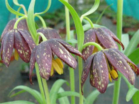 Fritillaria affinis (Chocolate Lily) - World of Flowering Plants