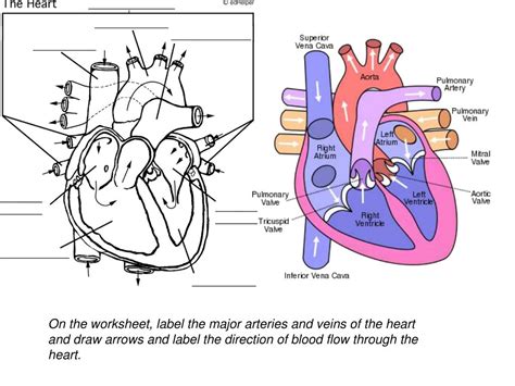 Label Arteries And Veins Worksheet