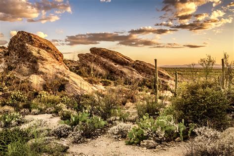 Guide To Saguaro National Park In Tucson Arizona Best Things To Do And