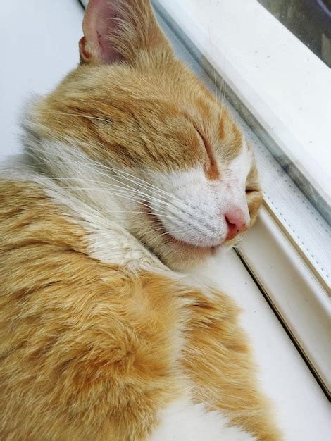 Premium Photo Close Up Of Cat Sleeping On Window Sill