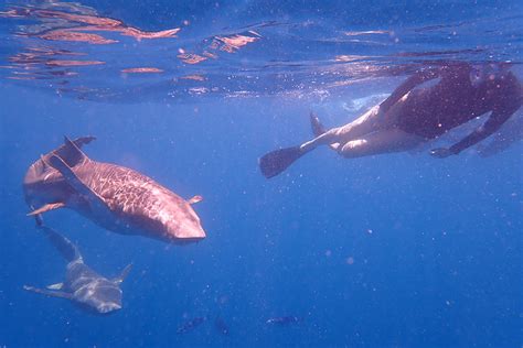 Swim With Nurse Sharks In The Maldives La Patiala