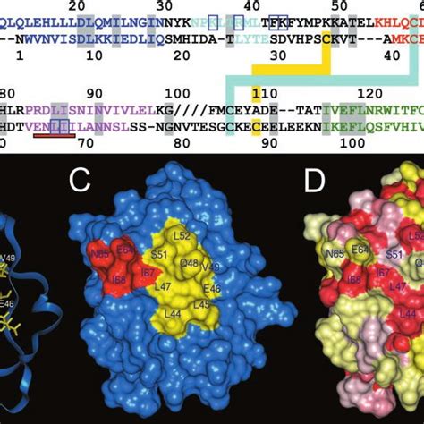 Pdf Identification Of An Interleukin 15 Receptor Binding Site On