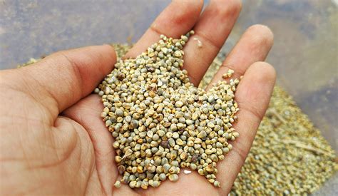 Discover The Nutritious Value Of Millet Grain A Staple Food For 10 000