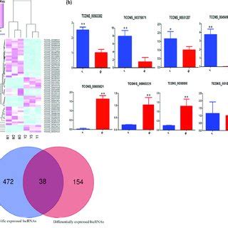 Validation Of Differentially Expressed LncRNAs By QRT PCR A Heat Map