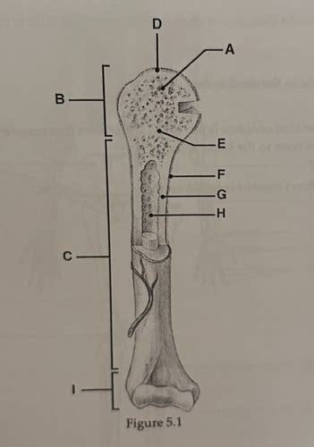 Anatomy Skeletal System Test Review Flashcards Quizlet