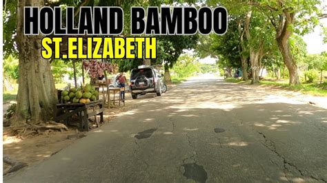 Driving Through Jamaica S Hidden Gem Holland Bamboo St Elizabeth