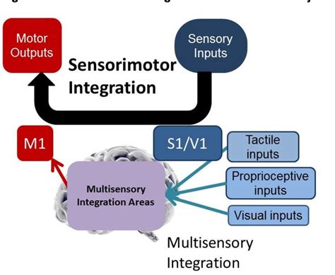 Figure 1 From Sensorimotor Integration During Rubber Hand Illusion In