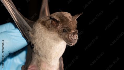 Portrait Of Brazilian Bat The Pale Spear Nosed Bat Phyllostomus