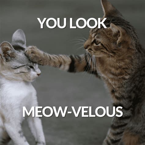 60 Purr Fect Cat Puns That Are Totally Paw Some Letterpile