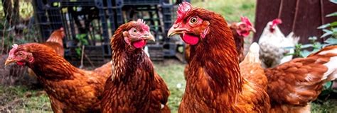 Usda Confirms Highly Pathogenic Avian Influenza In Backyard Non Poultry