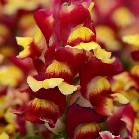 Snapdragon Seeds - Etsy