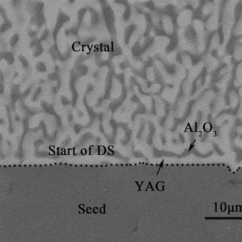 Sem Image Of The Longitudinal Interface Between The Alumina Seed And