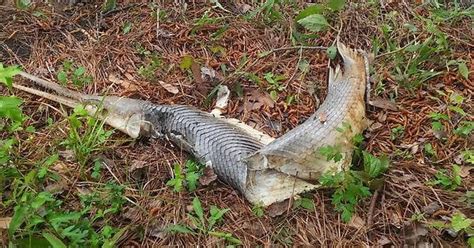 Alligator gar skeleton I found in my girlfriend's backyard : r/WTF