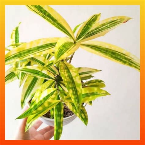 Jual Tanaman Hias Dracena Golden Bunga Dracaena Bambu Mini Jepang