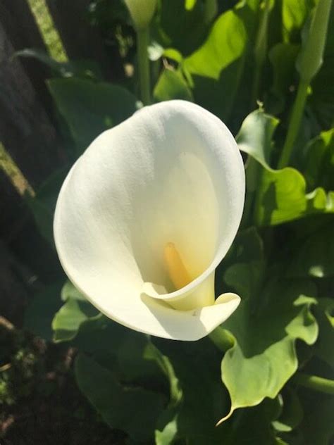 Calla Lily – Garden By The Sea Ocean Shores