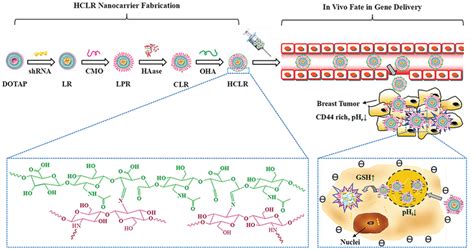 Schematic Of The Synthesis Of A Ph‐ And Redox‐responsive Nanocarrier